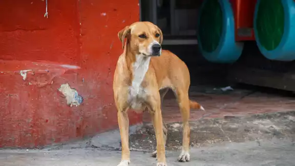 Los casos de parvovirus en Yucatán se han registrado en su mayoría en cachorros Los casos de parvovirus en Yucatán se han registrado en su mayoría en cachorros