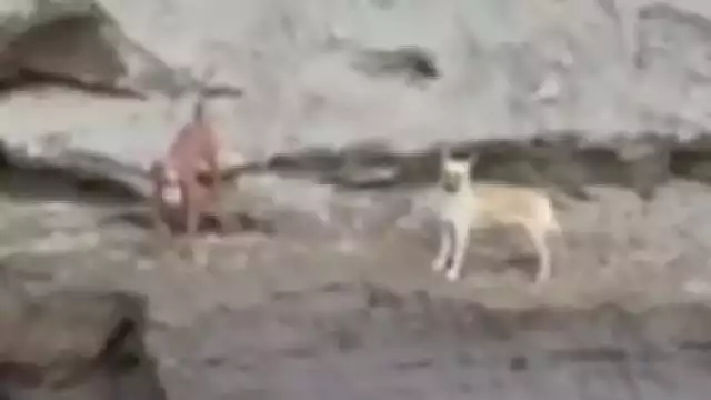 Spay y otro perro que cayeron al socavón