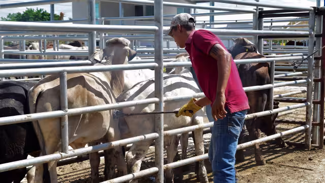 Planta pasteurizadora impulsa a ganaderos hacia 55 millones de litros anuales