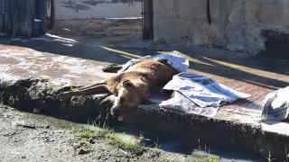 Fiscalía confirma baja judicialización en denuncias de maltrato animal en Campeche