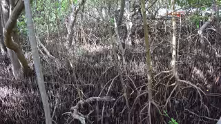 Campeche pierde 8 mil 600 hectáreas de manglar en Atasta; invertirán 34.8 mdp para restaurarlas