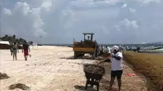 Refuerza la Secretaría de Marina limpieza contra el sargazo en Mahahual