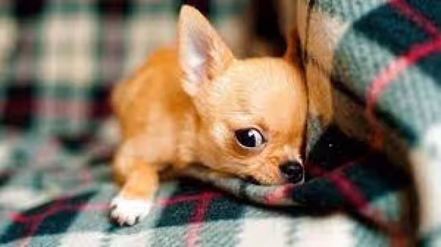 El cachorro fue sacrificado y grabado para subir el material a redes sociales, su dueño ya fue sentenciado.