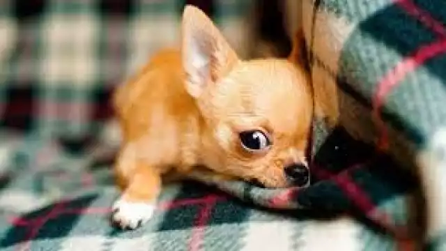 El cachorro fue sacrificado y grabado para subir el material a redes sociales, su dueño ya fue sentenciado.