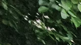 Camioneta se vuela alto y provoca fuerte choque en Calkiní