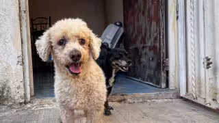 Aumenta 40% la desaparición de mascotas durante fiestas patrias en Yucatán