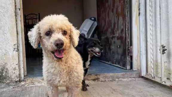 La pirotecnia causa estrés extremo, ansiedad y traumas duraderos en las mascotas