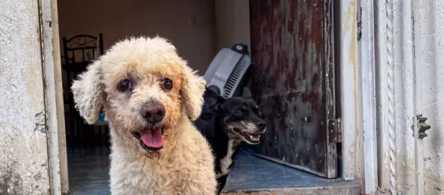 La pirotecnia causa estrés extremo, ansiedad y traumas duraderos en las mascotas