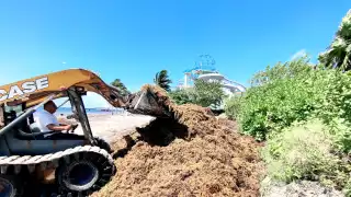 Sargazo en playas de Quintana Roo “ahuyentan" al  turismo; 35 arenales  registran alto porcentaje