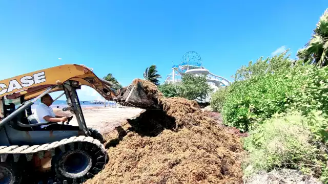 En Cancún recurrieron a las retroexcavadoras, ante el abundante arribo de alga marina.