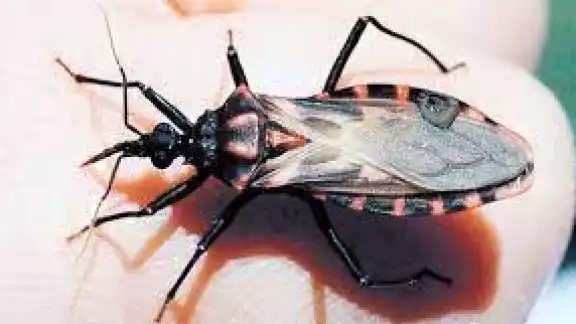 La enfermedad de Chagas se da por la mezcla de la sangre con las heces u orina de insectos triatominos La enfermedad de Chagas se da por la mezcla de la sangre con las heces u orina de insectos triatominos