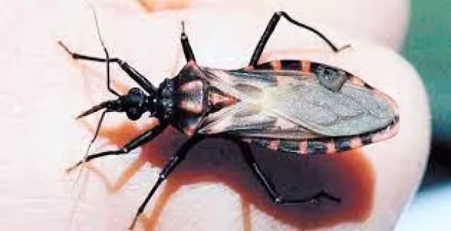 La enfermedad de Chagas se da por la mezcla de la sangre con las heces u orina de insectos triatominos