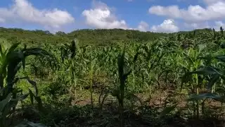 El exrector de la universidad, Francisco Rosado May, dijo que el galardón, entregado el 22 de mayo, es el resultado de miles de años de buenas prácticas
