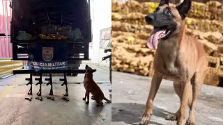 ¡Olfato de perro superhéroe! Hulk ayuda a la policía en decomiso histórico de 48 toneladas de marihuana