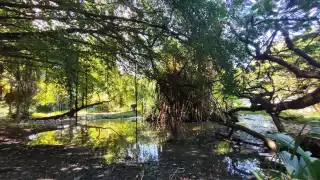 “En unos años será inservible”: Alertan grave contaminación del agua subterránea en el norte de Quintana Roo
