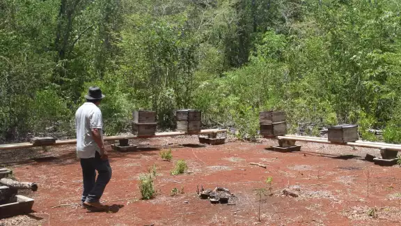 Hay pruebas del causante de la mortandad de abejas; faltan medidas efectivas, dicen apicultores Hay pruebas del causante de la mortandad de abejas; faltan medidas efectivas, dicen apicultores
