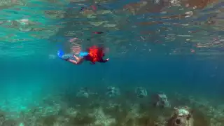 El  70 por  ciento de los corales  han sufrido daños muy visibles