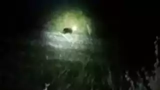 Avistan una pantera en zona de Xbacab: Comisario confirma que ha solicitado apoyo