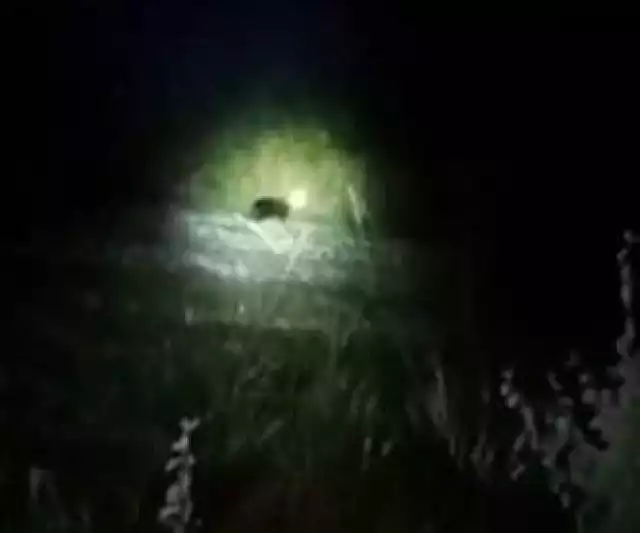 El avistamiento de este ejemplar fue captado en video.