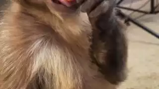 El changuito de la paleta azul no resistió y murió aproximadamente a las 16:00 horas