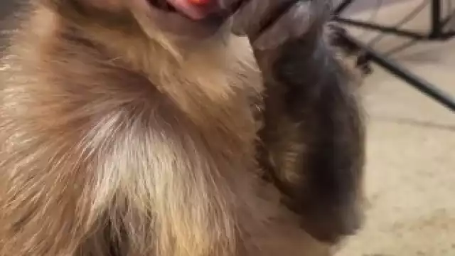 El changuito de la paleta azul no resistió y murió aproximadamente a las 16:00 horas