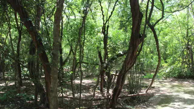 Aura Mézquita indicó que la citronela, la lavanda y la menta son útiles para ahuyentar moscos