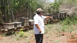 Apicultores de Nohalal piden apoyo tangible tras la muerte de millones de abejas; solo han recibió respaldo, pero nada económico