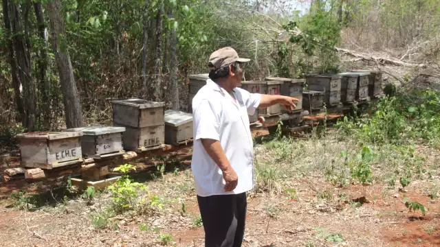 Productores de miel de Nohalal solicitan apoyo real para las familias afectadas, pues no tienen ingresos