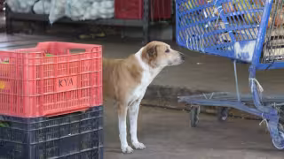 Día Mundial del Perro: ¿Cómo se les dice en Yucatán?