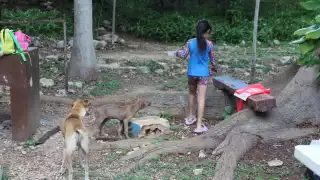 Más de 450 animales callejeros  atacan a venados, aves e iguanas que viven en la Reserva Ecológica Cuxtal en Mérida