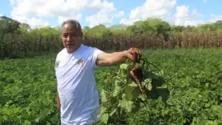 Siembra de jícama en Maxcanú, en peligro de desaparecer; nuevas generaciones no están interesadas