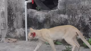 Animales y mascotas enfermos; denuncian ataques con balines contra perros en Cancún