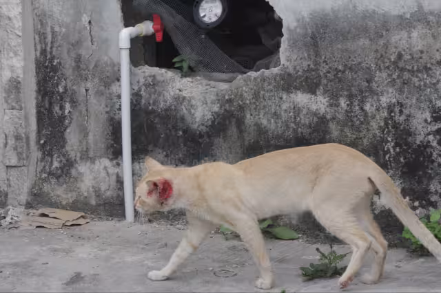 Vecinos de Cancún denunciaron casos de maltrato animal y la presencia de perros y gatos enfermos en diversas colonias de la ciudad.