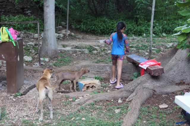 Las jaurías representan un peligro, pues se vuelven depredadores de las especies nativas