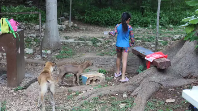Las jaurías representan un peligro, pues se vuelven depredadores de las especies nativas