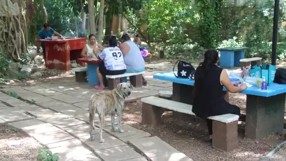 Los canes terminan con la vida de pequeños reptiles y marsupiales que también viven en la zona Los canes terminan con la vida de pequeños reptiles y marsupiales que también viven en la zona