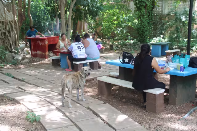 Los canes terminan con la vida de pequeños reptiles y marsupiales que también viven en la zona