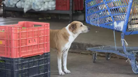 Al menos 40 perros han muerto envenenados en 2025 en Yucatán Al menos 40 perros han muerto envenenados en 2025 en Yucatán