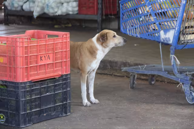 Al menos 40 perros han muerto envenenados en 2025 en Yucatán