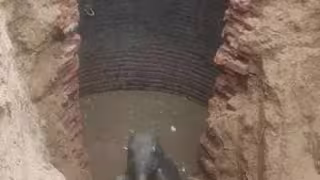 El 'elefantito' pudo ser salvado en un operativo de ocho horas