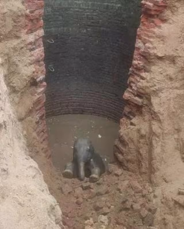 El 'elefantito' pudo ser salvado en un operativo de ocho horas