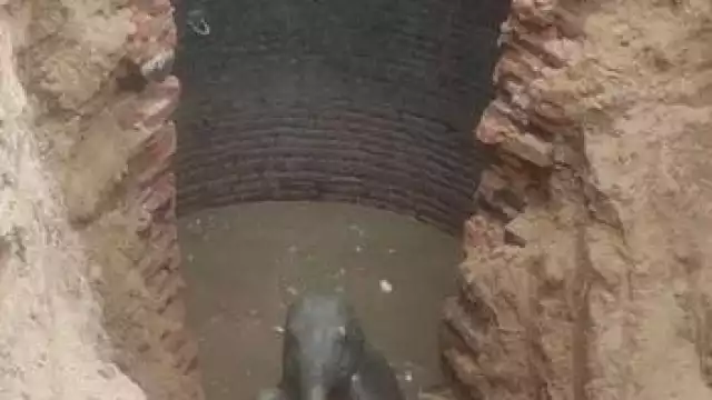 El 'elefantito' pudo ser salvado en un operativo de ocho horas