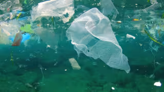 Laboratorio de Puerto Morelos presenta a la ONU evidencia sobre contaminación plástica en costas de México