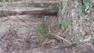 Santos Esteban Chan Dzib (recuadro), productor e integrante del núcleo agrario, afirmó que la autoridad sabe quiénes son los responsable de afectar el macizo forestal.