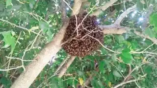 Denunció que Protección Civil acudió al domicilio, pero las iba a exterminar y les negó el acceso