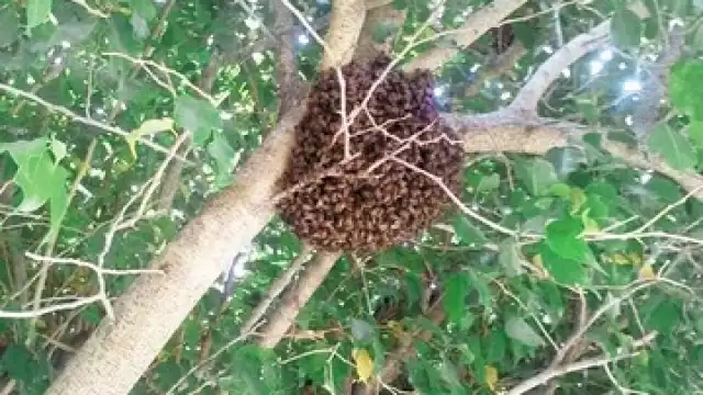 Denunció que Protección Civil acudió al domicilio, pero las iba a exterminar y les negó el acceso