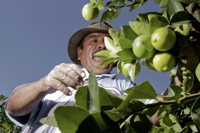 El auge en el cultivo del limón persa en el Sur de Yucatán pone en riesgo de deforestación