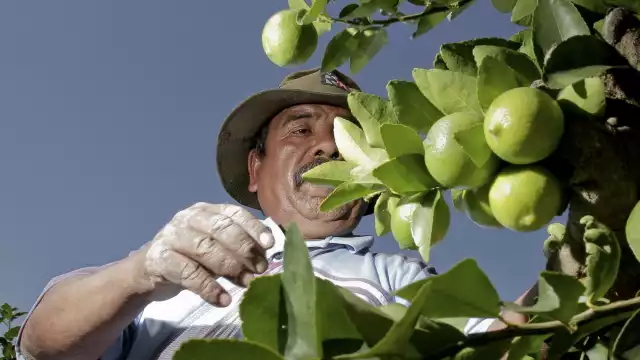El auge en el cultivo del limón persa en el Sur de Yucatán pone en riesgo de deforestación
