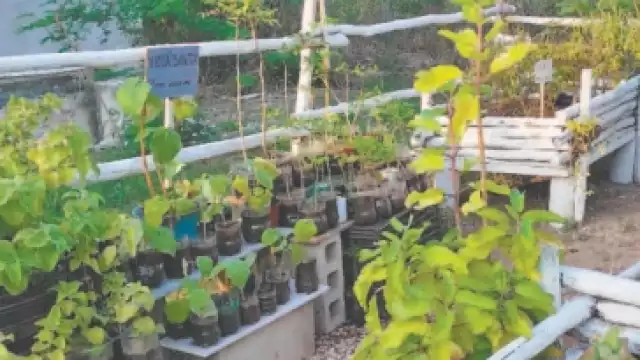 Con juegos, niños aprenden de herbolaria en Mérida