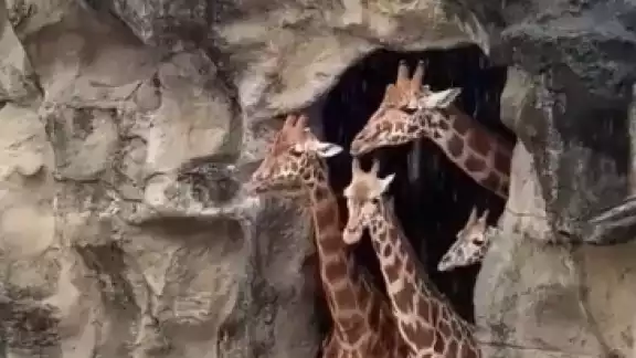 La jirafa es el animal más alto del planeta
